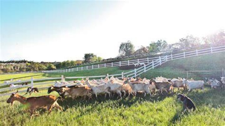 Surfing Goat Dairy Kula: A Unique Farming Experience in Hawaii