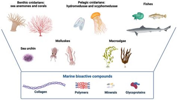 Taleocoles: A Comprehensive Guide to Understanding This Unique Marine Organism