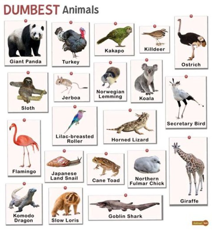 The Dumbest Animal on Earth: Unveiling the Surprising Truth