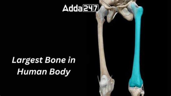 The Largest Bone in the Human Body: A Comprehensive Guide