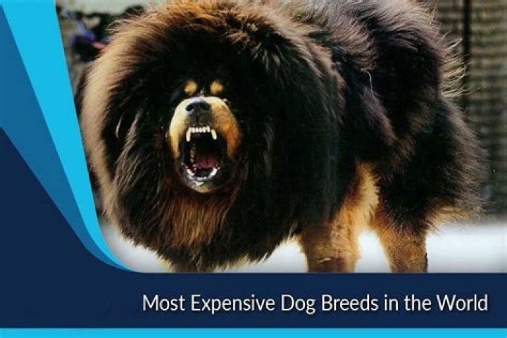 The Most Expensive Dog Breed in the World: A Comprehensive Guide