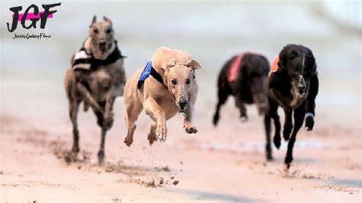 Unleashing the Speed and Grace: Everything You Need to Know About Grayhounds