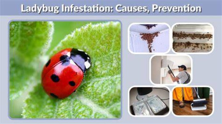 What Causes Ladybug Infestation: A Comprehensive Guide