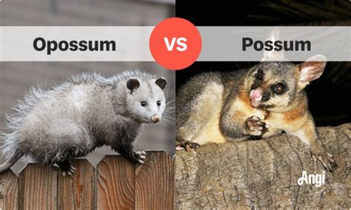 What Is the Difference Between a Possum and an Opossum?