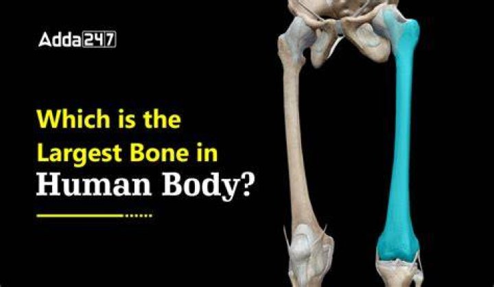 What's the Largest Bone in the Body? A Comprehensive Guide