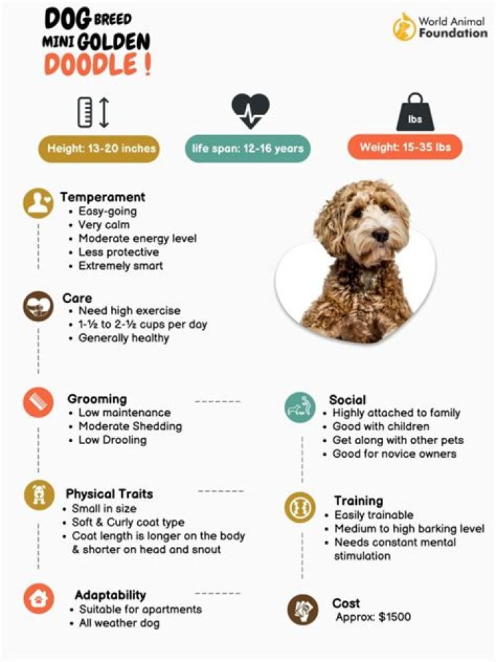 What's the Life Expectancy of a Goldendoodle? A Comprehensive Guide