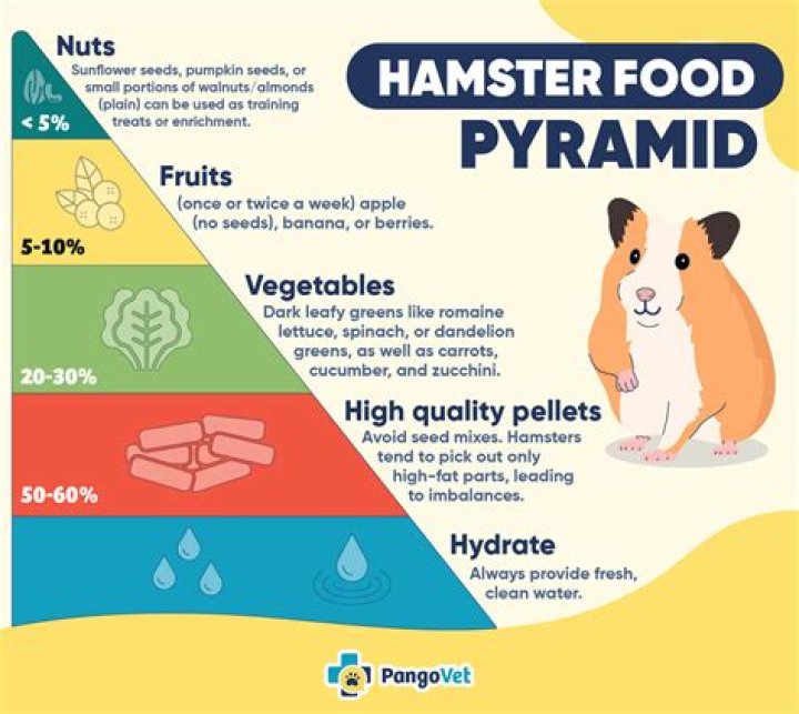 What Should Hamsters Eat? A Comprehensive Guide to Optimal Hamster Nutrition