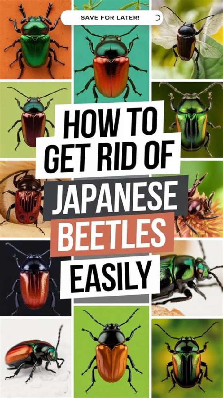What to Use to Get Rid of Japanese Beetles: A Comprehensive Guide