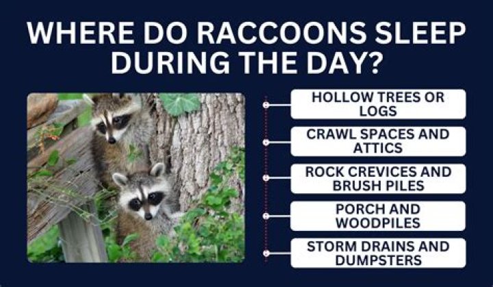Where Do Raccoons Sleep During the Day: A Comprehensive Guide