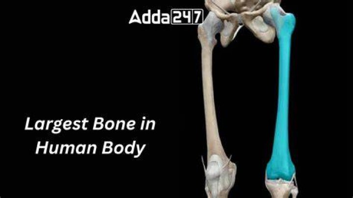 Which is the Largest Bone in the Human Body? A Comprehensive Guide
