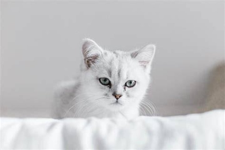 White Cat Characteristics: A Comprehensive Guide for Cat Lovers