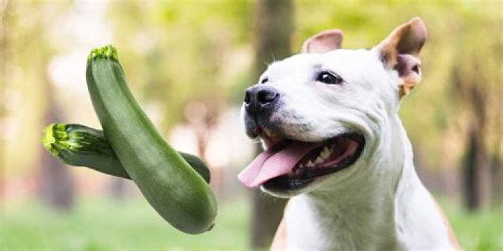 Why Dogs Eating Zucchini Can Be Beneficial: A Comprehensive Guide